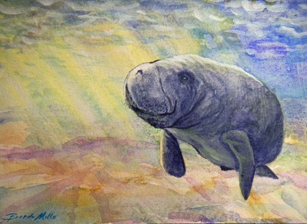 Manatee